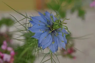 Nigella