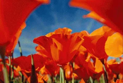 פאזל של Flowers