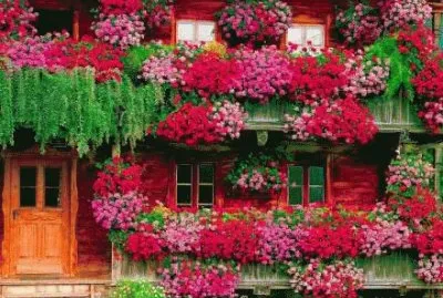 Preferido jigsaw puzzle