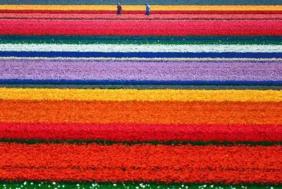 Campos de Tulipas na Holanda jigsaw puzzle