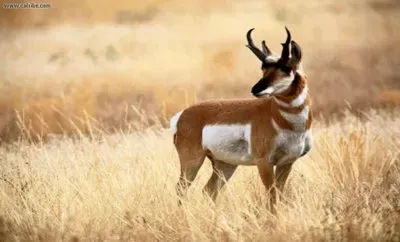 Wyoming Pronghorn Antelope