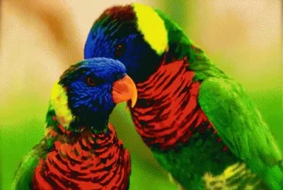 AVES HERMOSAS