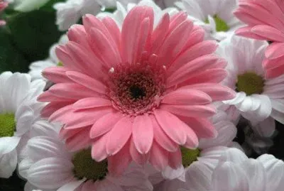 misturebas jigsaw puzzle