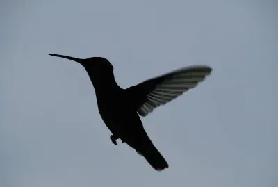 Hummer Silhouette