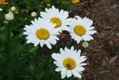 White Daisies