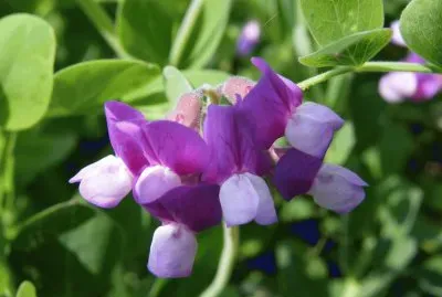 Wild Sweet Peas