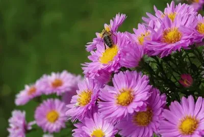 flores