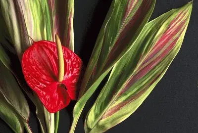 flores