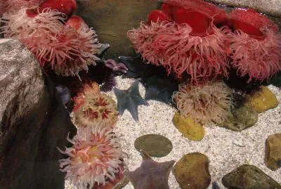 Colorful Creatures of the Ocean