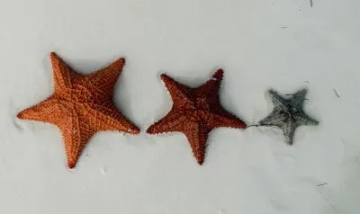 ESTRELLAS