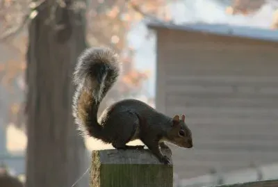 Squirrel on Post