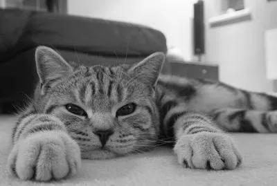 animales jigsaw puzzle