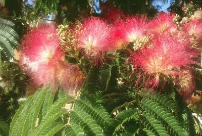 Albizia julibrisin