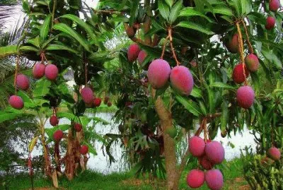 Mango Tree jigsaw puzzle