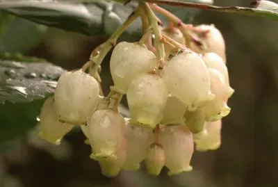 Arbutus unedo. Ervedeiro. Serra do Caurel, Ourense