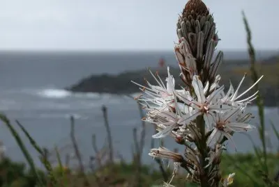 Asphodelus albus. Abrotia. Cabo Home. Galiza
