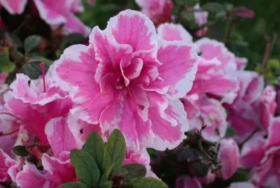 Azalea. Cangas. Galiza