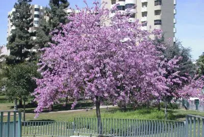Bauhinia purpurea. Pata de vaca. Estepona. Espanha