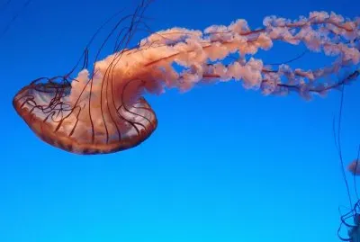 פאזל של Jelly Fish