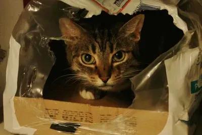 Cat in a Box