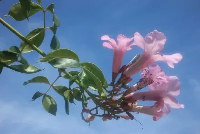 Bignonia. Costa del Sol. Espanha