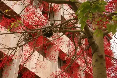 פאזל של Brachichyton discolor