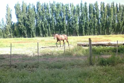 Caballo solitario