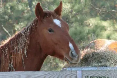 Playing in the Hay