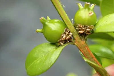 Buxus sempervirens. Buxo. Galiza