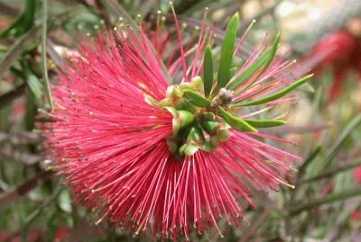 Callistemon rigidus