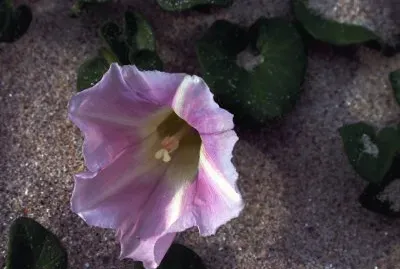 Callystegia soldanella. Galiza.