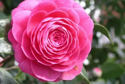 Camellia japonica. Galiza