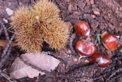 Castanea sativa. Caurel. Galiza