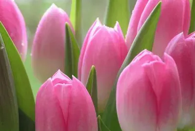 Pink Tulips