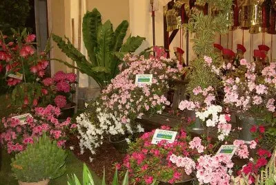 Temps de flors