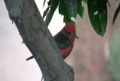 פאזל של Turtupilin, ave de Oquendo - Callao - PerÃº.