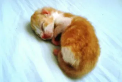 Baby Boaby