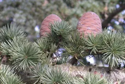 Cedro (el que produce trocino)