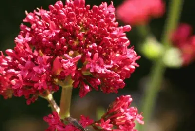 Centranthus ruber