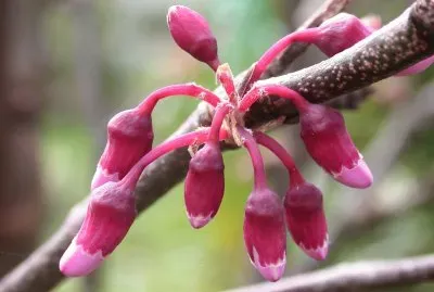 cercis siliquastrum. BotÃ£o floral