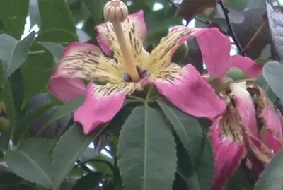 Chorisia speciosa jigsaw puzzle