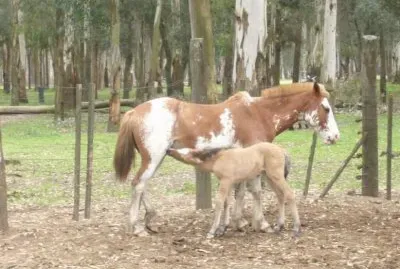 potrillo mamando