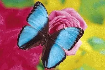 image jigsaw puzzle
