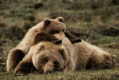 Yellowstone Grizzly Bears