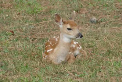 A Fawn