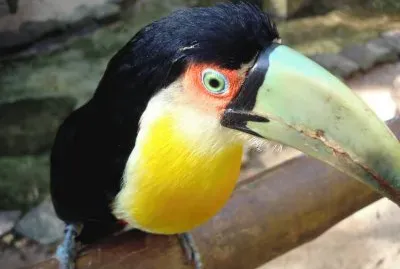 Tucano