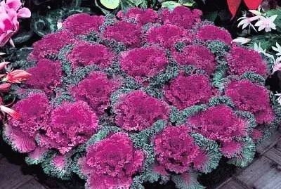 Flowering Kale Cabbage