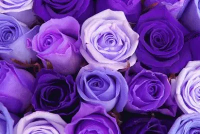 Shades of Purple Roses