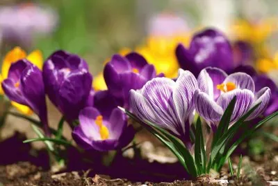 flores