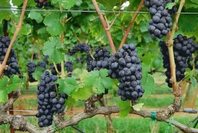 VIÃ‘EDO jigsaw puzzle